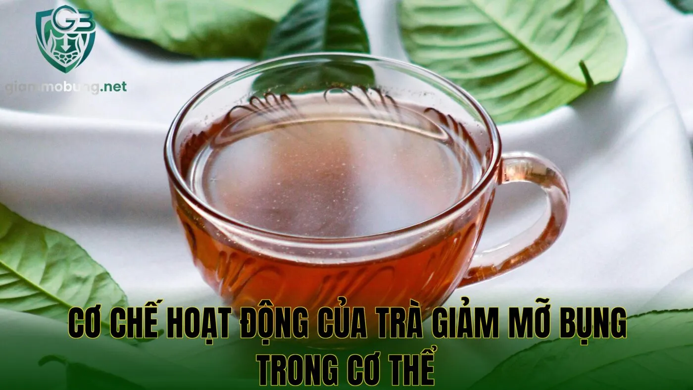 Cơ chế hoạt động của trà giảm mỡ bụng trong cơ thể
